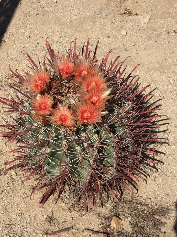 Cactus Adobe Twentynine Palms Exterior foto